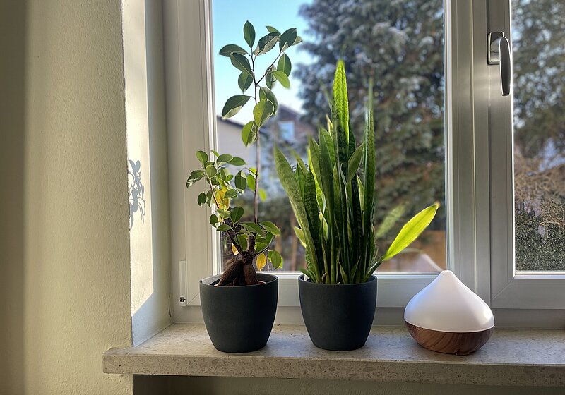 Zwei Topfpflanzen und eine Vase stehen nebeneinander auf einem Fensterbrett